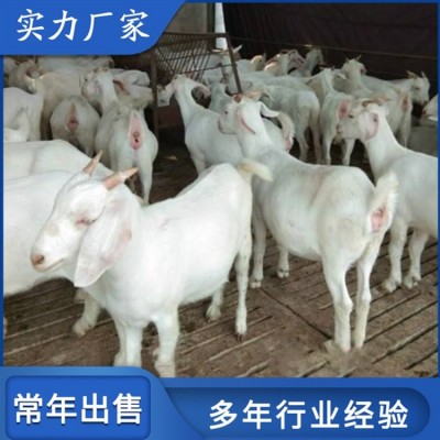 大耳美国白山羊肉羊 农家饲养母羊羔 公母均有图2