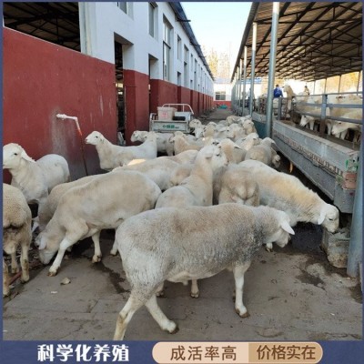 圈养脱温澳洲白绵羊种羊 改良羊羔 躯身呈长筒形图3