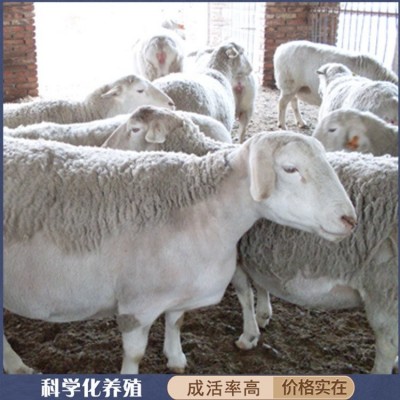 圈养脱温澳洲白绵羊种羊 改良羊羔 躯身呈长筒形图4