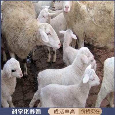 圈养脱温澳洲白绵羊种羊 改良羊羔 躯身呈长筒形图1