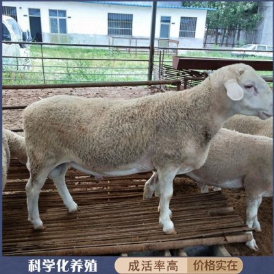 圈养脱温澳洲白绵羊种羊 改良羊羔 躯身呈长筒形图2