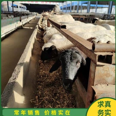 散养脱温小尾寒羊 养殖怀孕母羊 屠宰率高 四肢强健图4