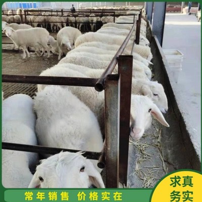 散养脱温小尾寒羊 养殖怀孕母羊 屠宰率高 四肢强健图1