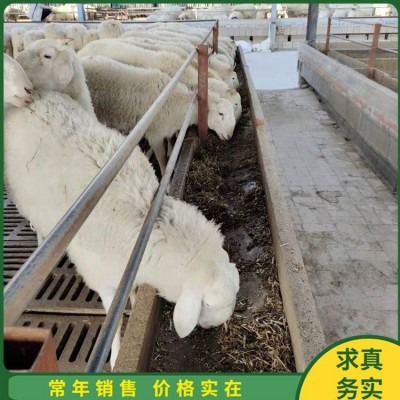 散养脱温小尾寒羊 养殖怀孕母羊 屠宰率高 四肢强健图3