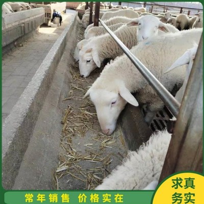 散养脱温小尾寒羊 养殖怀孕母羊 屠宰率高 四肢强健图2