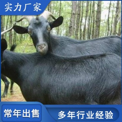 养殖成年努比亚黑山羊 青年育肥羊 繁殖能力强图4