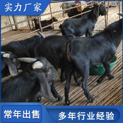 养殖成年努比亚黑山羊 青年育肥羊 繁殖能力强图3