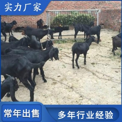 养殖成年努比亚黑山羊 青年育肥羊 繁殖能力强图1