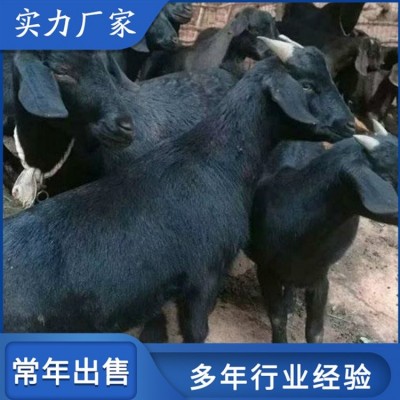 养殖成年努比亚黑山羊 青年育肥羊 繁殖能力强图2
