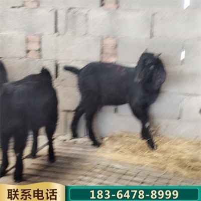 青年散养努比亚黑山羊 杂交育肥肉羊 繁殖力强图3