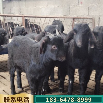 青年散养努比亚黑山羊 杂交育肥肉羊 繁殖力强图4