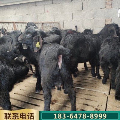 青年散养努比亚黑山羊 杂交育肥肉羊 繁殖力强图1