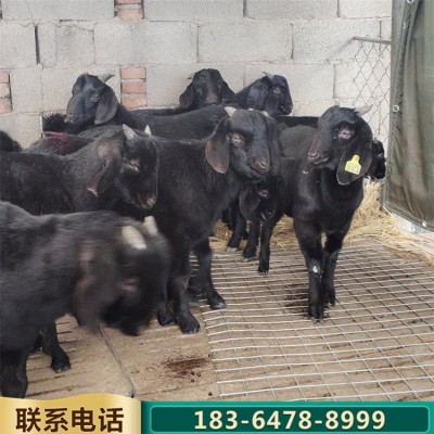 青年散养努比亚黑山羊 杂交育肥肉羊 繁殖力强图5