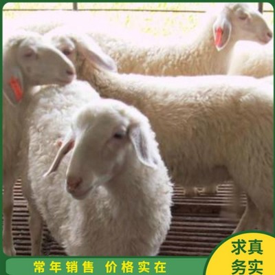成年小尾寒羊怀孕母羊 杂交脱温幼羊 四肢强健图5