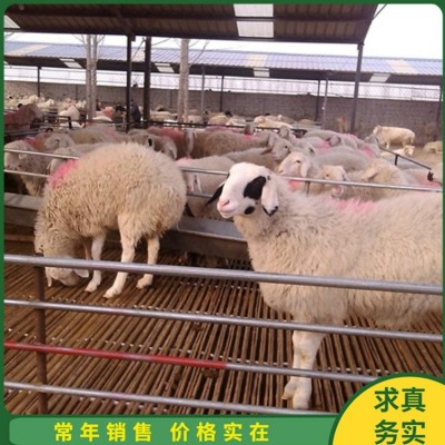 成年小尾寒羊怀孕母羊 杂交脱温幼羊 四肢强健图2