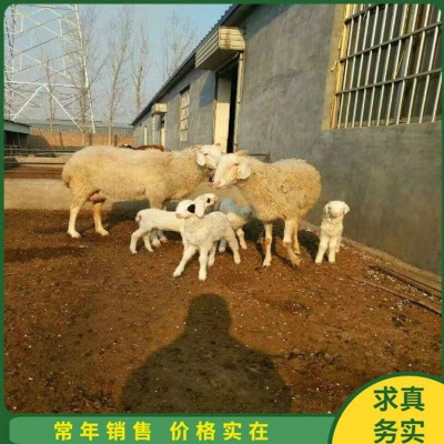 成年小尾寒羊怀孕母羊 杂交脱温幼羊 四肢强健图4