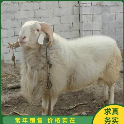 成年小尾寒羊怀孕母羊 杂交脱温幼羊 四肢强健图1