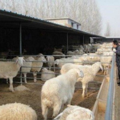 易养殖散养成年改良小尾寒羊 怀孕母羊 繁殖能力强图1
