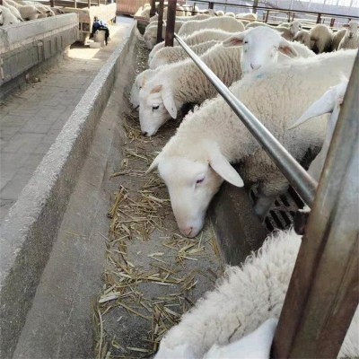 养殖杂交脱温小尾寒羊羊羔 改良育肥肉羊 采食能力好图4