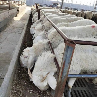 养殖杂交脱温小尾寒羊羊羔 改良育肥肉羊 采食能力好图1