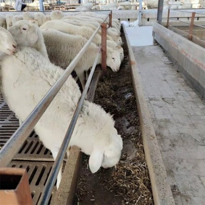 养殖杂交脱温小尾寒羊羊羔 改良育肥肉羊 采食能力好图3
