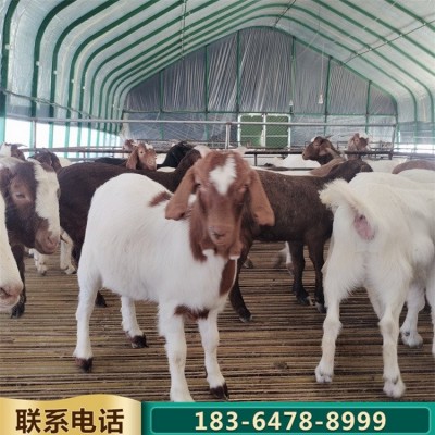 育肥改良成年波尔山羊种羊 农家养殖羊羔 肉质紧实图4