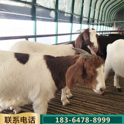 育肥改良成年波尔山羊种羊 农家养殖羊羔 肉质紧实图5