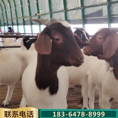 育肥改良成年波尔山羊种羊 农家养殖羊羔 肉质紧实图3
