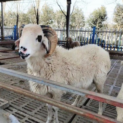 圈养养殖杂交育肥成年小尾寒羊 四肢健壮 饲养简单图2