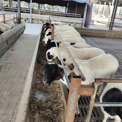 圈养养殖杂交育肥成年小尾寒羊 四肢健壮 饲养简单图1