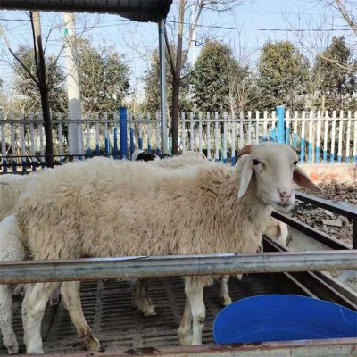 圈养养殖杂交育肥成年小尾寒羊 四肢健壮 饲养简单图3