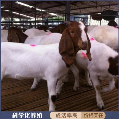 圈养改良育肥波尔山羊 成年羊羔种羊 四肢强健有力图4