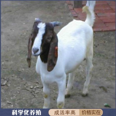 圈养改良育肥波尔山羊 成年羊羔种羊 四肢强健有力图3
