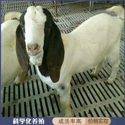 圈养改良育肥波尔山羊 成年羊羔种羊 四肢强健有力图2
