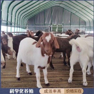 圈养改良育肥波尔山羊 成年羊羔种羊 四肢强健有力图1