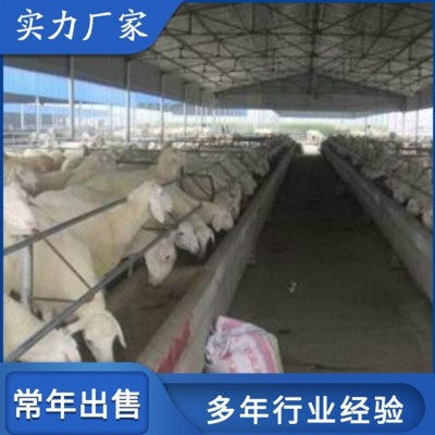 育肥成年小尾寒羊 圈养改良母羊 饲养体系完整图3