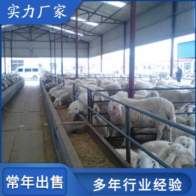 育肥成年小尾寒羊 圈养改良母羊 饲养体系完整图1