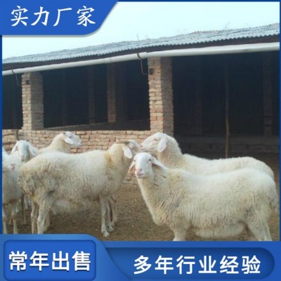 育肥成年小尾寒羊 圈养改良母羊 饲养体系完整图2
