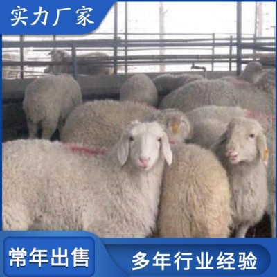 育肥成年小尾寒羊 圈养改良母羊 饲养体系完整图4