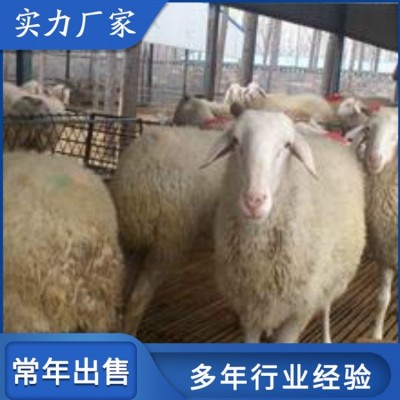 育肥成年小尾寒羊 圈养改良母羊 饲养体系完整图5