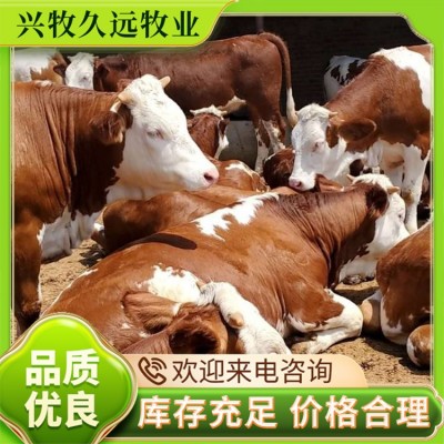 纯种西门塔尔犊牛 肉牛 西门塔尔繁殖牛 兴牧久远图5