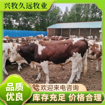 纯种西门塔尔犊牛 肉牛 西门塔尔繁殖牛 兴牧久远图3