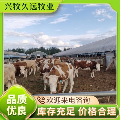 纯种西门塔尔犊牛 肉牛 西门塔尔繁殖牛 兴牧久远图2