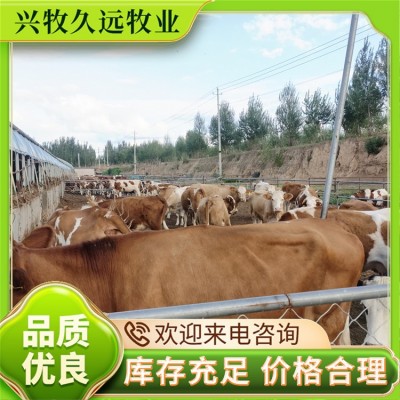 纯种西门塔尔犊牛 肉牛 西门塔尔繁殖牛 兴牧久远图4