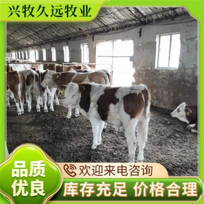 西门塔尔牛 育肥牛 莽子牛犊 不挑食 生长速度快 大型基地养殖图2
