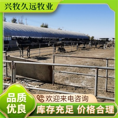 西门塔尔牛 育肥牛 莽子牛犊 不挑食 生长速度快 大型基地养殖图4