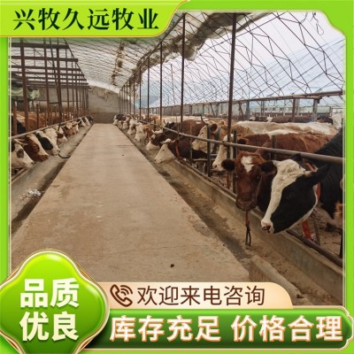 西门塔尔牛 育肥牛 莽子牛犊 不挑食 生长速度快 大型基地养殖图5