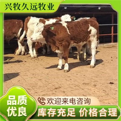 西门塔尔牛 育肥牛 莽子牛犊 不挑食 生长速度快 大型基地养殖图3