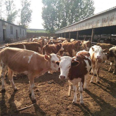 兴牧久远 纯种西门塔尔犊牛 肉牛 西门塔尔繁殖牛图3