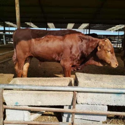 黄牛肉牛崽脱温牛苗改良育肥肉牛犊 性情温顺 体格健壮图5